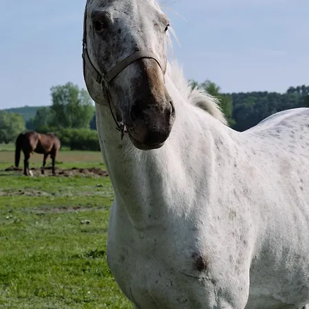 C10 Mit Suedbalkon & Nutzung Der Wellness- & Aktivbereiche Im 